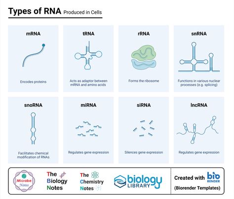 Types of RNA Produced in Cells Enzymes Biochemistry, A Level Biology, Study Biology, Biology Classroom, Basic Anatomy And Physiology, Biology Facts, Medical Laboratory Science, Medical Student Study, Ap Biology