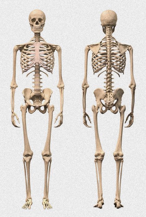 Body Proportion Drawing, Human Body Bones, Male Skeleton, Skeleton Human, Human Skeleton Anatomy, Skeleton Body, Photos Logo, Skeleton Anatomy, Body References