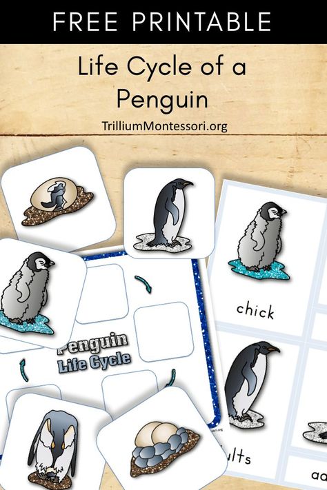 Free printable about the life cycle of a penguin.  Perfect for your penguin, winter or Antarctica theme or unit Penguin Lesson Plans Preschool, Life Cycle Of A Penguin, Penguins Kindergarten, Penguin Preschool, Penguin Life Cycle, Life Cycles Preschool, Frog Ideas, Life Cycle Of A Frog, Penguin Unit