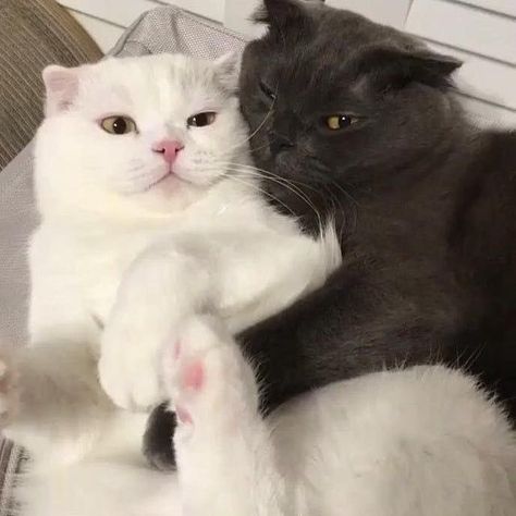 Cat Couple, Lovely Cat, Two Cats, Cat Icon, Cat Boarding, White Cats, Cat Aesthetic, Pretty Cats