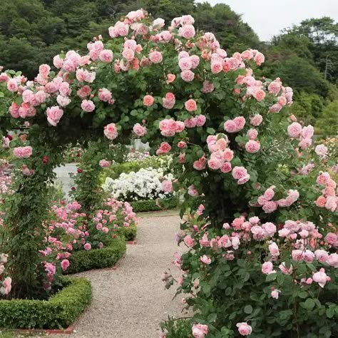 21 Best Thornless Roses You can Grow | List of Thornless Roses | Thornless Roses, Deadheading Roses, Planning Garden, Funny Vine, Strawberry Hill, نباتات منزلية, Landscape Modern, Climbing Rose, Gardening Design