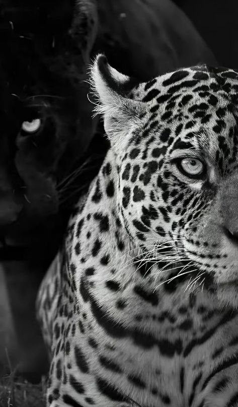 Animals In Black And White, Jaguar Wallpaper, Cheetah Wallpaper, Marble Wallpaper Phone, Cheetah Print Wallpaper, Glamour Art, Tiger Wallpaper, Black Glamour, Iphone Wallpaper Photos