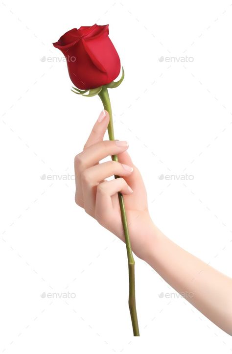 Hand Holding Rose Reference, Person Holding Rose Reference, Hand Holding Flower Drawing Reference, Holding A Rose Reference, Hand Holding Flower Reference, Holding Rose In Hand, Holding A Flower Reference, Hand Holding Rose Drawing, Person Holding Flowers Drawing Reference