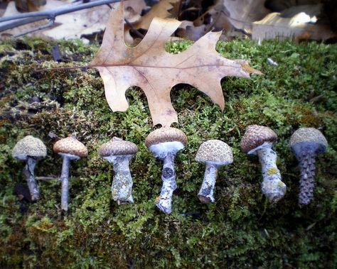 Acorn, stick + fluff (or something else) and you have a cool Mushroom craft! Great for our fairy garden! Felted Mushrooms, Mushroom Stuff, Forest Crafts, Felt Mushroom, Mushroom Crafts, Acorn Crafts, Stick Crafts, Sock Crafts, Garden Christmas