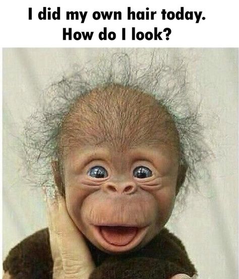 Baby Monkey, Hair, Blue