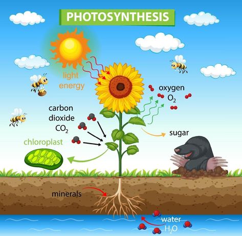 Diagram showing process of photosynthesis in plant Photosynthesis Diagram, Process Of Photosynthesis, Nutrition In Plants, Biology Plants, Holiday Homework, Plant Activities, Plant Vector, Plant Cell, Easy Arts And Crafts