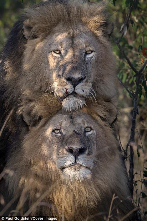 Not unheard of: The male lion couple in Kenya... Gay Animals, Lion Couple, Lion Photography, Cutee Animals, Lion Love, Male Lion, Black Lion, Lion Images, Masai Mara