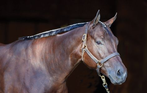 Banding your horse’s mane can be a challenge. But you don’t have to resign yourself to a messily banded mane or having to pay someone else to do the job. Jess Duffy, assistant trainer at Aaron Moses Show Horses in Pilot Point, Texas, shares tips to make your horse’s banded mane look neat and uniform. With some practice, you can make your horse’s mane look professionally banded—and maybe even offer your services to other riders for extra cash. #horsegrooming #horsemane #bandingamane #manebanding Western Horse Mane Ideas, Banding Horse Mane, Horse Mane Braids Westerns, Horse Equipment Western, Western Pleasure Outfit, Bay Horse Western, Horse Magazine, Horse Mane, Western Riding