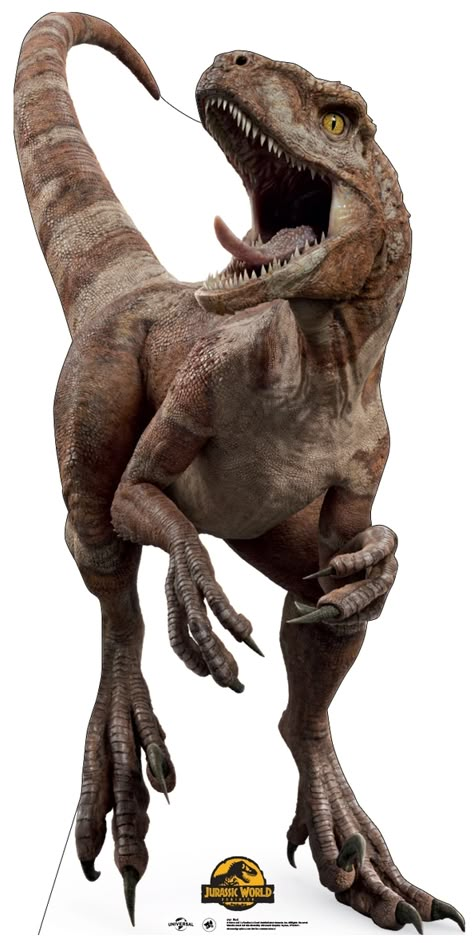 Red is an Atrociraptor debuting in Jurassic World: Dominion. By 2022, Red was bred, possibly from modified Velociraptor DNA from Isla Sorna, as a trained hunting animal bred for speed. Soyona Santos bred and trained at least one pack made up of three other individuals named Ghost, Tiger, and Panthera. Santos trained the dinosaurs to hunt down anyone marked with a red laser, and to be persistent enough to follow them long distances. The pack was shipped by Santos to Malta, where she planned to Dinosaur Images Pictures, Jurassic World Atrociraptor, Velociraptor Art, Velociraptor Jurassic Park, Jurassic Park Velociraptor, Dinosaur Velociraptor, Jurassic Dinosaurs, Cardboard Standee, Jurassic Park Dinosaurs