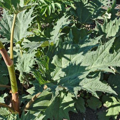 How to Transplant Rhubarb Plants How To Grow Artichokes, Overgrown Plants, Growing Artichokes, Mr Plant, Rhubarb Plants, Grow From Seed, Perennial Vegetables, Tiny White Flowers, Natural Homes