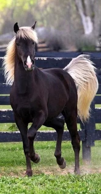 21 Horses With The Most Beautiful & Rare Colors In The World – Page 12 of 21 – InspireMore Cavalo Palomino, Cai Arabi, Rare Horses, Regnul Animal, Beautiful Horse Pictures, Most Beautiful Horses, Majestic Horse, All The Pretty Horses, Cute Horses