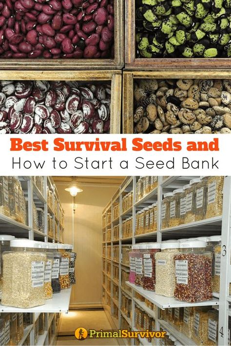 Homestead Farm, Supermarket Shelves, Grow Food, Homestead Gardens, Homesteading Skills, Fall Garden Vegetables, Survival Gardening, Seed Bank, Living Off The Land