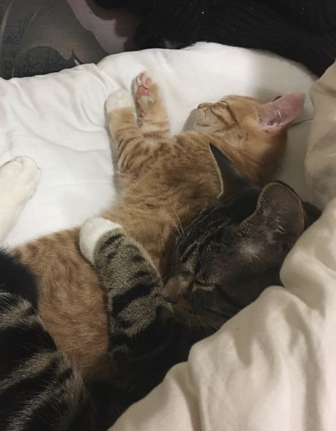 My cute cats cuddling Snuggle Aesthetic, Cute Cats Cuddling, Aesthetic Cat Tattoo, Ship Poses, Cats Cuddling, Cat Tattoo Design, Cats Tattoo, Silly Kitties, Book Annotations