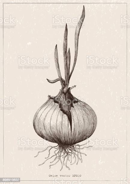 black and white onion botanical illustration botany Onion Botanical Illustration, Onion Tattoo Design, Onion Sketch, Onion Tattoo, Onion Illustration, Spices Illustration, Botanical Illustration Black And White, Onion Drawing, 2023 Illustration