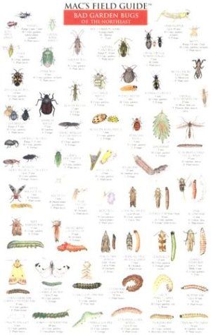 Insect Identification, Garden Books, High School Science Teacher, Plant Bugs, Squash Bugs, Bad Bugs, Garden Bugs, Stink Bugs, California Garden