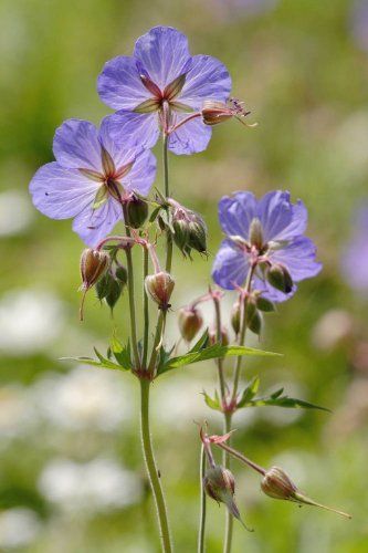 Just Seed - British Wild Flower - Meadow Cranesbill - Geranium pratense - 200 Seeds by Just Seed, http://www.amazon.co.uk/dp/B00AQTN8T0/ref=cm_sw_r_pi_dp_legyrb0ZZ6G06 Meadow Cranesbill, Flowers Species, Geranium Pratense, British Wild Flowers, Cranesbill Geranium, Wild Geranium, Wild Flower Meadow, Meadow Garden, British Flowers