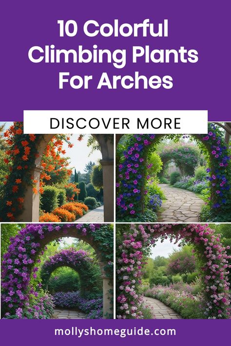 Enhance your garden with a touch of whimsy by exploring the best climbing plants for arches, pergolas, arbors, and trellises. Create a stunning display with beautiful flowering climbers that will add charm and color to your outdoor space. Discover the best vines to grow on arches or pergolas and create a romantic garden setting perfect for entertaining or relaxing. Transform your garden into a magical oasis with these enchanting plants for an arch trellis or cottage garden. Best Climbing Plants, Arch Trellis, Climbing Flowers, Tiny White Flowers, Trumpet Vine, Garden Arches, How To Attract Hummingbirds, Backyard Garden Design, Romantic Garden