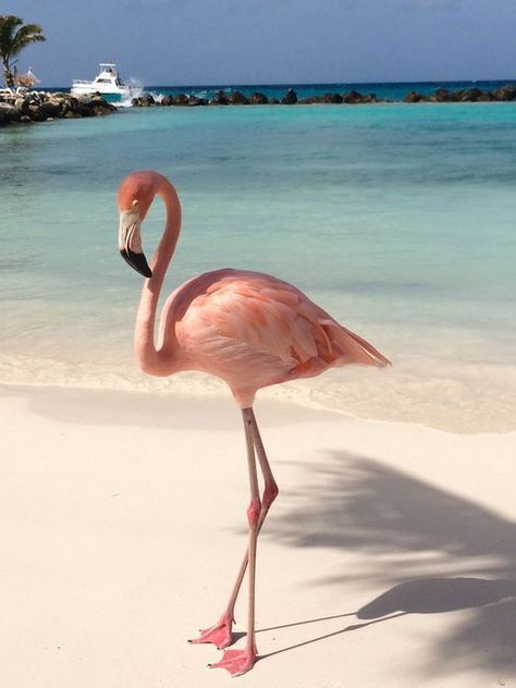 Flamingos Photography, Flamingo Photos, Aruba Beach, Flamingo Pictures, Flamingo Photo, Beach Art Prints, Flamingo Wallpaper, Flamingo Beach, Flamingo Bird