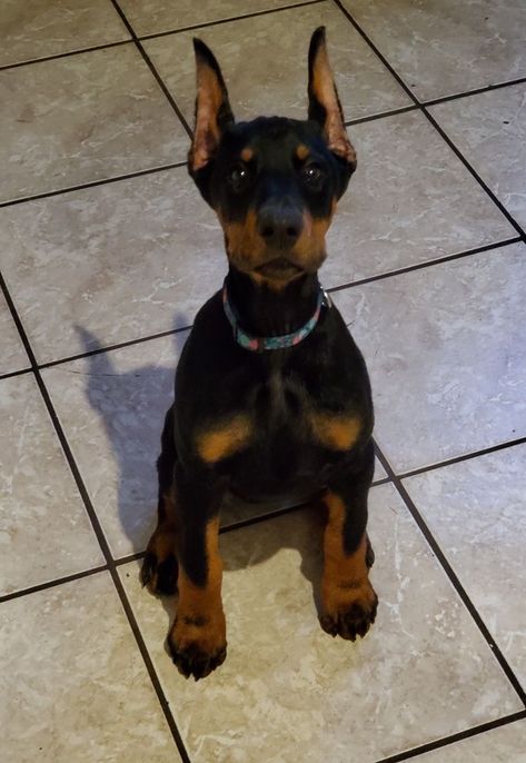 Doberman Pinscher Aesthetic, Perro Doberman Pinscher, Doberman Puppies, Doberman Pinscher Puppy, Doberman Pinscher Dog, Scary Dogs, Dangerous Dogs, Doberman Puppy, Doberman Dogs