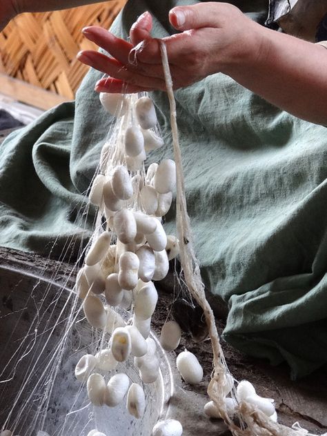 Silk Cocoons in Hand - Yodgorlik (Souvenir) Silk Factory - Margilon - Uzbekistan Silk Worm, Silkworm Cocoon, Silk Cocoon, Adam Jones, The Silk Road, Silk Road, Central Asia, Silk Thread, Fiber Arts