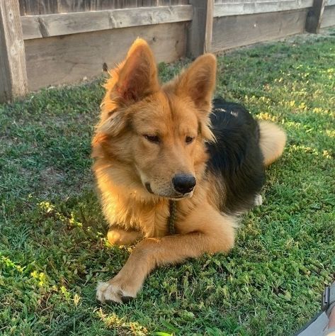 Archer is an adoptable Dog - German Shepherd Dog & Golden Retriever Mix searching for a forever family near La Pine, OR. Use Petfinder to find adoptable pets in your area. Labrador German Shepard Mix Dogs, German Shepherd X Golden Retriever, German Shepherd And Golden Retriever Mix Puppies, Golden Retriever And German Shepherd Mix Dogs, Golden Retriever Mix With German Shepard, Golden Shepherd Puppy, German Shepherd Golden Retriever Cross, Golden Retriever German Shepherd Cross, Golden German Shepherd