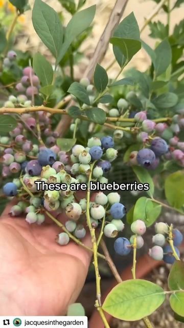 Blueberries In Containers, Growing Blueberries, Berry Garden, Blueberry Farm, Helpful Things, Bountiful Harvest, Container Gardening Vegetables, Garden Layout, Be Prepared