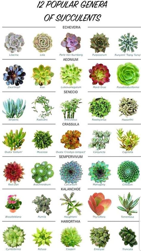 Types Of Cactus Plants Names, Suculents Pot Ideas, Kinds Of Succulents, Cool Succulents, Suculent Plants, Mini Succulent Garden, Different Types Of Succulents, Succulent Names, Types Of Succulents Plants