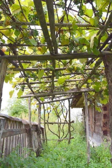 How To Care For Grape Vines, Grapevine Trellis Ideas, Grapevine Trellis, Backyard Vineyard, Growing Wine Grapes, Grape Vine Trellis, Cottage Gardening, Grape Vine Plant, Grape Trellis