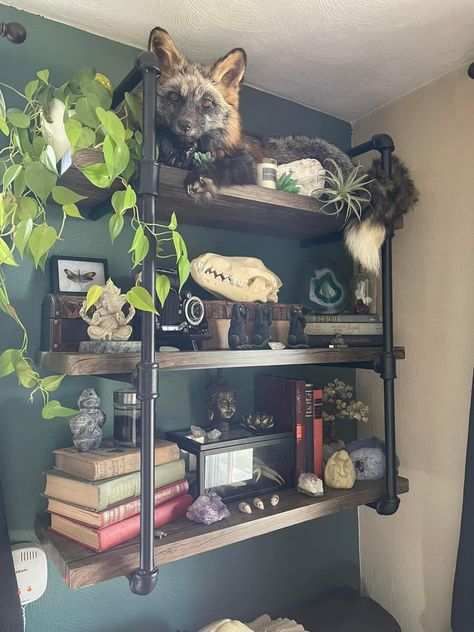 Gothic Taxidermy Decor, Home Decor With Taxidermy, Country Goth Home Decor, Gothic Cubicle Decor, Oddities Home Decor, Oddities Bedroom, Goblincore Room Ideas, Oddities Aesthetic, Roommate Apartment