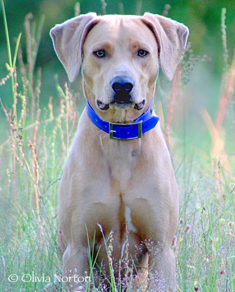 Blue Lacy Dog Blue Lacy Dog, Portuguese Water Dogs, Portuguese Water Dog Puppy, Blue Healers Dog, Blue Lacy, Spanish Water Dog, Rare Dog Breeds, Crazy Dog Lady, Types Of Dogs