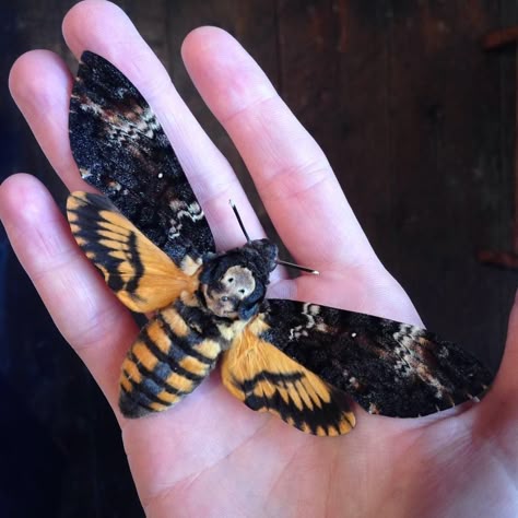 Deathhawk Moth, Hawk Moth Tattoo, Witch Nail Art, Moth Taxidermy, Entomology Decor, Moth Tattoo Design, Skull Moth, Spiritual Animal, Cool Bugs