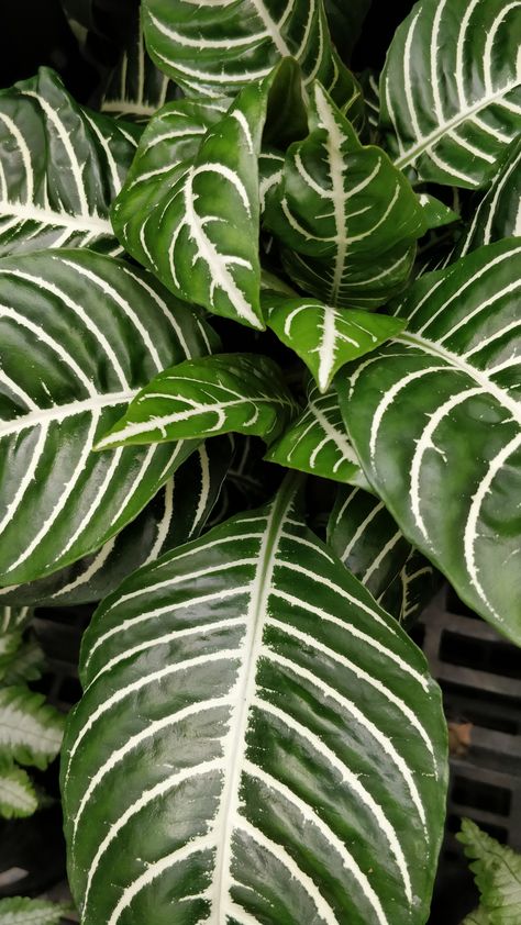 Zebra Plant 🥰😍🤩 Statement Plants, Thigh Tat, Zebra Crossing, Plants Aesthetic, Zebra Plant, Organic Art, Plant Wallpaper, Plants Succulents, Indoor Jungle