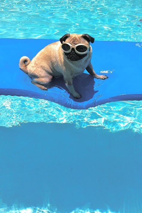 Cute Pug Aesthetic, College Girl Aesthetic, Pug Wallpaper, Pug Pics, Dogs Aesthetic, Baby Pugs, Pug Pictures, Pool Photos, Pug Puppies