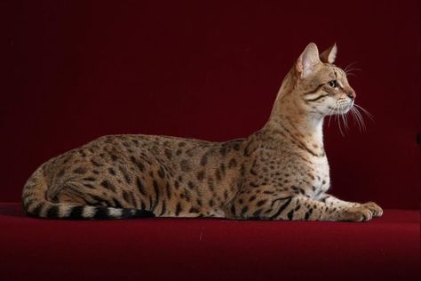 15 Most Expensive Cat Breeds: From the Most Popular to Most Exotic Ashera Cat, Chausie Cat, African Serval, Somali Cat, Gatos Cool, Savannah Cats, Rare Cat Breeds, Asian Leopard Cat, Cat Information