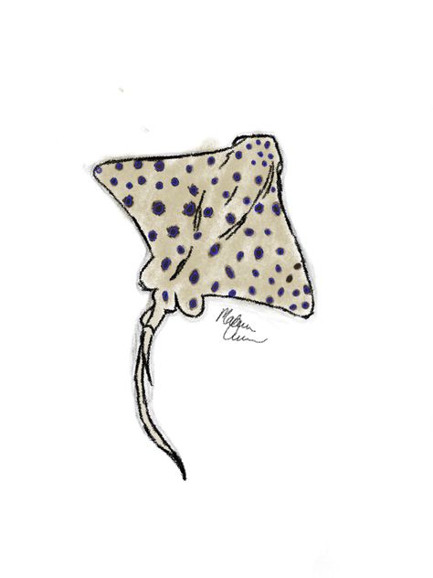 Spotted Stingray Drawing, Stingray Painting Easy, Sting Ray Drawing Easy, Simple Stingray Drawing, Sting Ray Doodle, Stingray Drawings, Sting Ray Sketch, Sting Ray Watercolor, Sting Ray Drawings