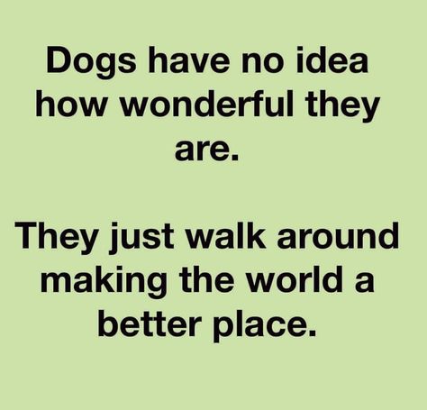 My Dog Quotes, Funny Dog Sayings, Best Dog Quotes, Dogs Are The Best, Dog Sayings, Dog Quotes Love, Foster Dog, Dog Rules, Dog Quotes