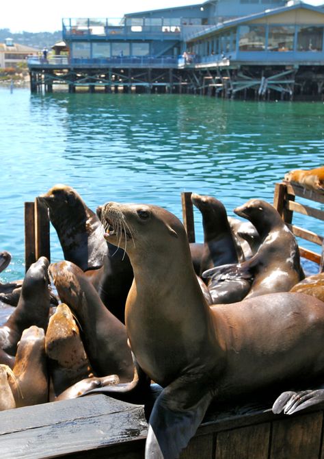 Monterrey Bay Aquarium California, Monterey Aesthetic, California Animals, Monterrey California, Marin California, Monterey Aquarium, California Monterey, Monterey Bay California, Girls Roadtrip