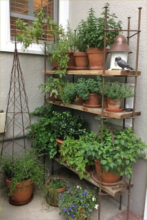 Plants On Shelves, Herb Garden Boxes, Balcony Herb Gardens, Patio Herb Garden, Small Herb Gardens, نباتات منزلية, Herb Garden Design, Herb Gardens, Have Inspiration