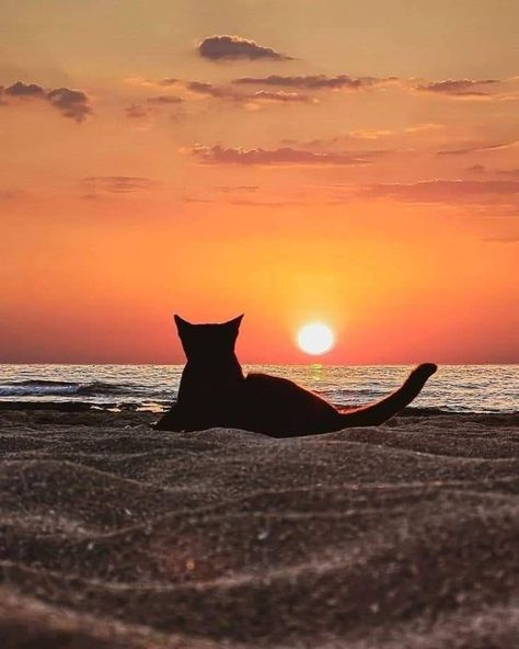 Cats Outdoors, Cat Sunset, Beautiful Fireplaces, Curious Cat, Cat Photography, Small Cat, Sunset Painting, Cat Aesthetic, Cat Wallpaper