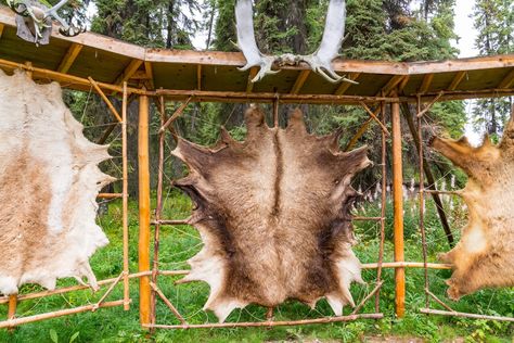 The Art of Tanning Hide: A Step-by-Step Guide to Preserve Animal Skins Tanning Deer Hide, Hide Tanning, Tanning Hides, How To Tan, Deer Hide, Animal Hide, Home Defense, A Deer, Protective Clothing