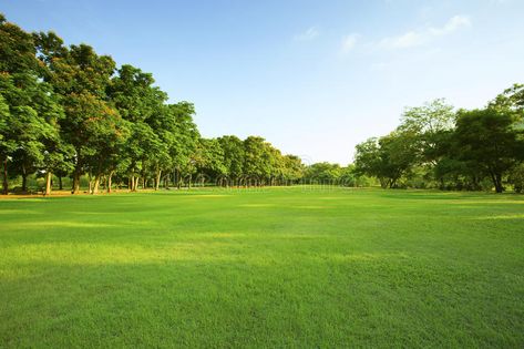 Beautiful morning light in public park with green grass field an. D green fresh , #Aff, #park, #green, #grass, #public, #Beautiful #ad House Compound, Green Grass Field, Types Of Grass, Mother Earth News, Grass Field, Casa Exterior, Healthy Garden, Montage Photo, Outdoor Gardens Design