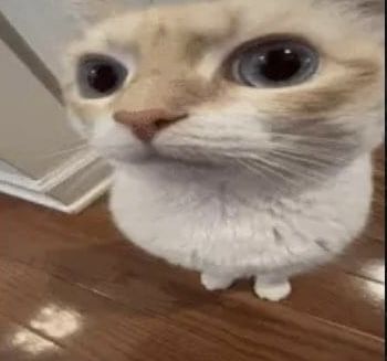 Ugly Cat, Cat Pfp, Image Cat, Cute Little Kittens, Funny Animal Photos, Silly Cats Pictures, Kitten Gif, Cat Meme, Funny Cats And Dogs