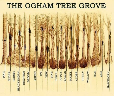 The mysterious Ogham | Trees for Cities Ogham Alphabet, Tree Grove, Celtic Druids, Ancient Celts, Celtic Mythology, Symbols And Meanings, Celtic Tree, Celtic Symbols, Celtic Art