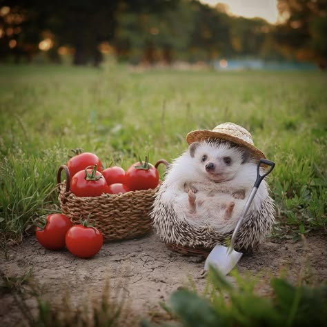 Funny Hedgehog, Pygmy Hedgehog, Hedgehog Pet, A Hedgehog, Baby Animals Pictures, Cute Hedgehog, Super Cute Animals, 웃긴 사진