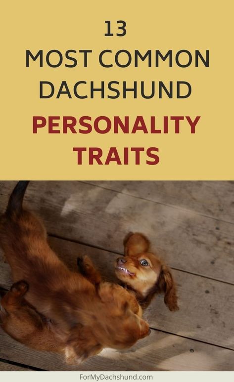 13 Most Common Dachshund Personality Traits Mini Dachshund Dapple, Miniature Dachshunds Long Haired, Dachshund Breeding, Mini Dachshund Full Grown, Winner Dogs, Dachshund Temperament, Dachshund Adoption, Dachshund Personality, Toy Dachshund