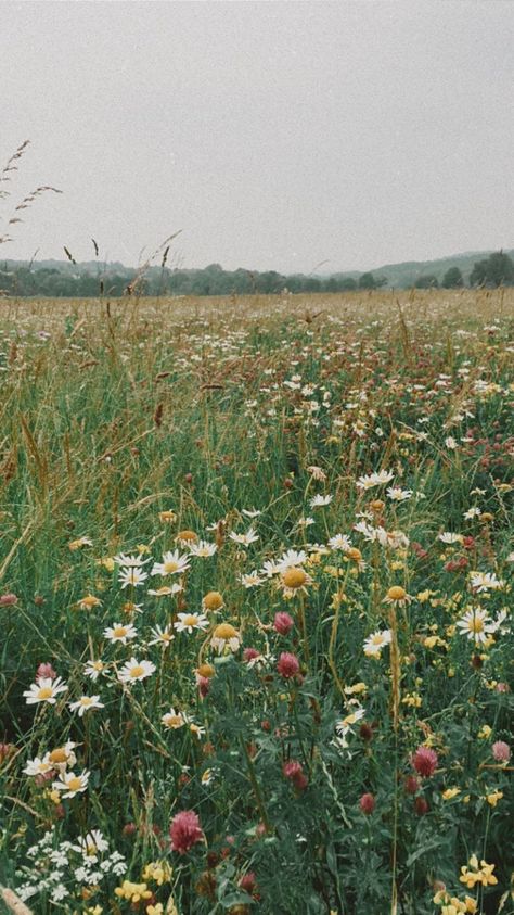 Wildflower Field Aesthetic, Flower Meadow Aesthetic, Meadow Aesthetic, Field Aesthetic, Aesthetic Image, Field Wallpaper, Wild Flower Meadow, Wildflower Field, Flower Meadow