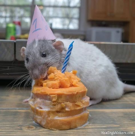 Rat Birthday Party, Rat Cakes Aesthetic, Potato Birthday Cake, Rat Cupcakes, Rat Cakes Birthday, Rat Enrichment, Rat Birthday, Rat Eating Strawberry, Dog Spay