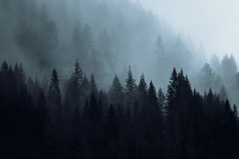 Dark and dramatic forest landscape of Norway Foggy Forest Wallpaper Desktop, Foggy Forest Landscape, Forest Landscape Photography, Norway Forest, Fjord Norway, Dark Wood Background, Norway Landscape, Dark Mountains, Moody Landscape