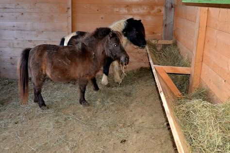 Mini Horse Barn, Miniature Horse Barn, Hay Feeder For Horses, Horse Feeder, Goat Shelter, Horse Paddock, Horse Hay, Diy Horse Barn, Horse Barn Ideas Stables