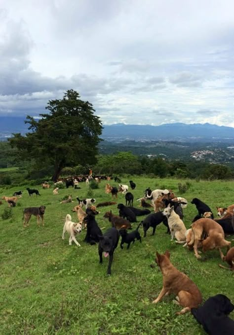 Hundreds Of Unwanted Dogs Were Taken In By One Lady Animal Rescue Sanctuary, Animal Sanctuary Aesthetic, Dog Shelter Aesthetic, Animal Rescue Aesthetic, Animal Shelter Aesthetic, Shelter Aesthetic, Animal Sanctuary Ideas, Pet Sanctuary, Rescue Farm